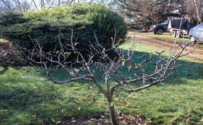 There are several types of fruiting habits for apples and pears, but for the most part they are covered by two terms, Spur bearing and Tip-bearing.