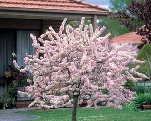 Deciduous flowering trees The method of pruning flowering trees is very similar to that of pruning fruit trees.