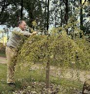 This is easier to achieve if the tree is pruned hard for two or three years after planting. Each weeping tree cultivar has its own natural growth habit and may vary from the weeping cherry pictured.