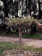 Pruning weepers To establish an umbrella shape, always take out the branches that are growing straight down and concentrate on encouraging the main framework growth to outwards similar to the spokes