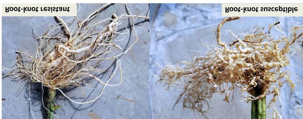 However, the Southern root-knot nematode can produce some rather large galls on very susceptible plants that would make it difficult to distinguish between the two nematode types.