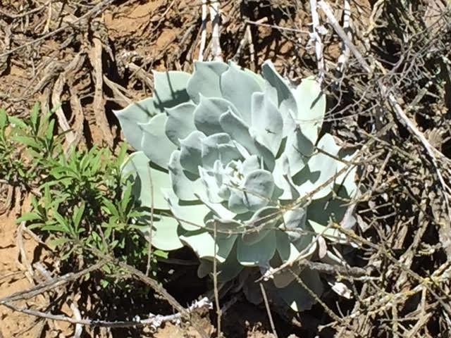 LACSS Dudleya Hike & Garden Tour April 2, 2017 Hike: 9am-11am, Garden Tour: 11am-1pm Directions: From the 101 in Thousand Oaks, turn north on Lynn Road and continue 2.