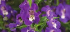 flowers  SILVER BULLET Angelonia Lacy, silver foliage