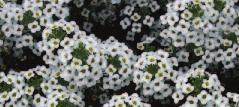ball-shaped blooms all season; great pollinator plant