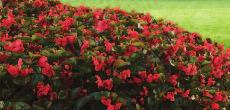 SUREFIRE Red Begonia All-season color for sun or