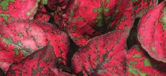 burgundy foliage. Brightens containers and Sun or shade.