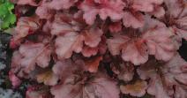 Southern Perennials DOLCE Spearmint Heuchera Metallic silver-green leaves with