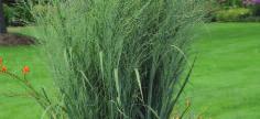 PRAIRIE WINDS Totem Pole Panicum Grey-green leaves form a strictly