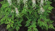 Bright green, disease resistant foliage. Sun. Height: 18-20". Z4-8.