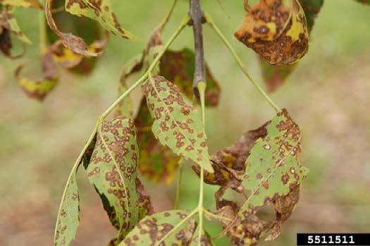 Green Ash Disorders The following are common diseases and pests associated with green ash (Fraxinus pennsylvanica) in Mississippi.