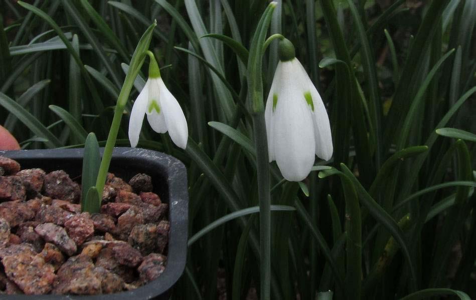 Galanthus reginae olgae I have for the meantime given up on trying to establish forms of Galanthus reginae olgae in the open
