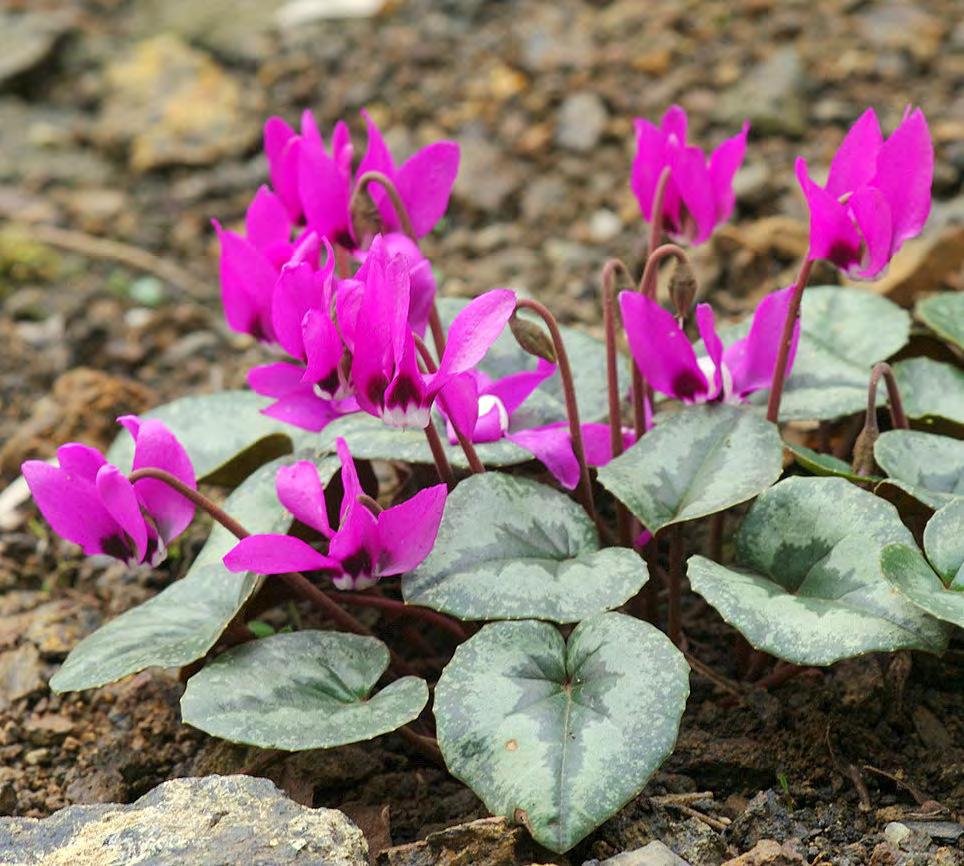 ---Plant Portrait--- New Cyclamen at the Beauty Slope by Zdeněk Zvolánek I am not sure if I deserve the label of a Cyclamen fanatic, because I grow only the species which are hardy outdoors.