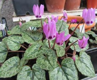 Cyclamen x schwarzii in the Beauty Slope The new Cyclamen for a father s kissings come to me