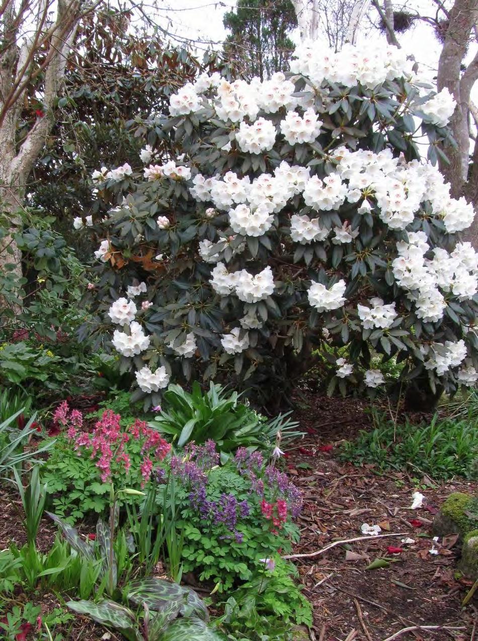 Rhododendron pachysanthum is an old favourite,