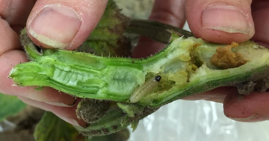 org/pages/65684/biology-and-management-of-squash-vineborer-in-organic-farming-systems Cucumber beetle: declining in CT. Bacterial wilt incidence increasing.