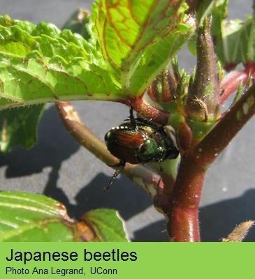 Japanese and Asiatic garden beetle adults continue their presence in CT.