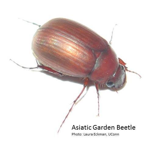 During the day, Asiatic garden beetles hide in the soil or debris near the base of plants.