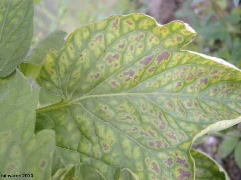 Mg DEFICIENCY Starts low in the plant Can be an entry point for Botrytis or