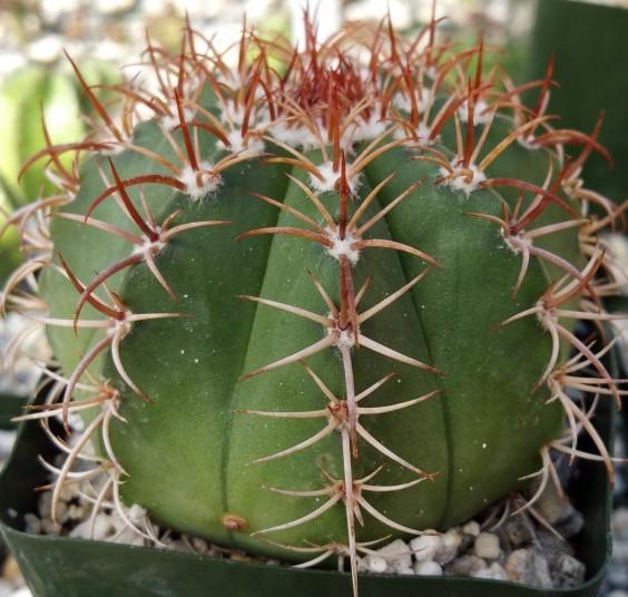 A very old Melocactus in the wild Plant of the Month: Melocactus Melocactus, from Brazil, Mexico, Central America and the Caribbean, is one of the very first genera of Cacti described by Linnaeus in