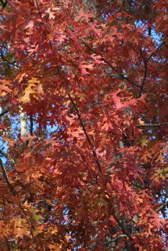 Scarlet oak