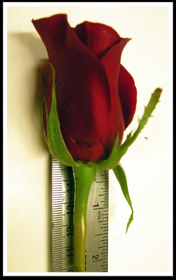 Boutonniere Stem Length Stem length for a rose boutonniere