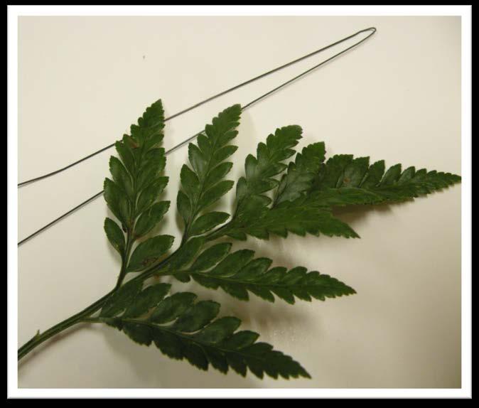 OPTIONAL: WIRING LEATHER LEAF FERN It is not necessary to wire your foliage However, If you choose