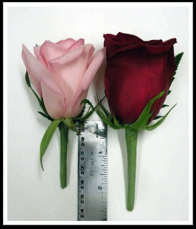 The Completed Rose Boutonniere Remember: stem length is proportionate to head size!