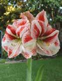 Our large, bumper-sized Amaryllis bulbs are