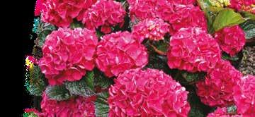 Flowering shrubs and climbers can be the focal