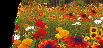 Wildflowers are timeless beauties that will reward you with the most stunningly beautiful