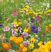 wildflowers. All wildflower seeds can be sown directly into the garden.