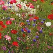 Sizzling colours for hot sunny days Code 595: H40-80cm We have a huge variety of wildflower