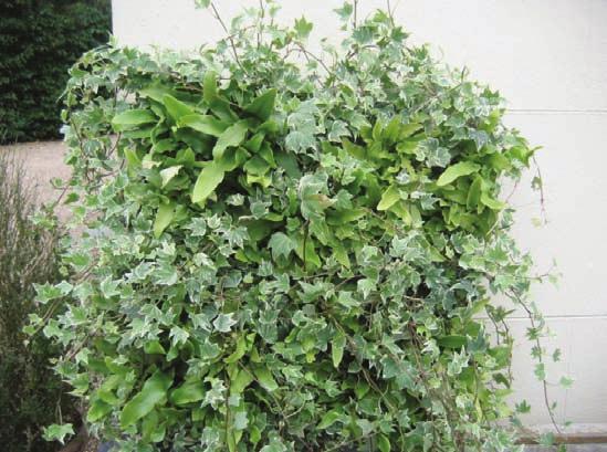 Green walls are essentially a framework of vertical trays holding individual cells which are planted up with soil and plants. This frame is then fixed to a straight wall.