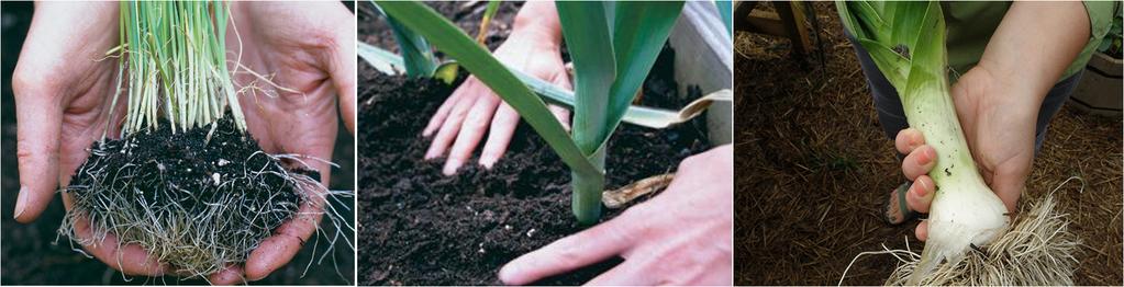 How to Grow Leeks ) 888 246 5233 Leeks are easily started in soilless mix. When they reach the thickness of a pencil lead, they can be transplanted outdoors.