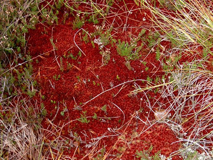Sphagnum mosses are the main vegetation of a peat bog, this is what becomes peat after some thousands of years.