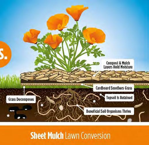 Sheet Mulching Remove several inches of turf and soil from the