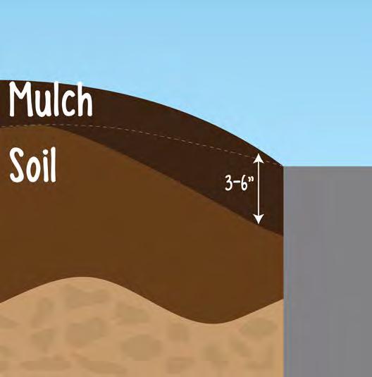 placed, water well and cover with 3-6 of mulch Can be planted