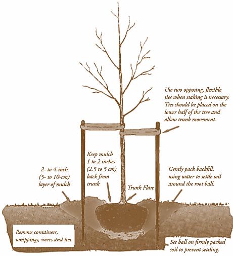 Best Planting Practices 2 to 4 inch (5 to 10 cm) layer of mulch Keep mulch 1 to 2 inches (2.5 to 5 cm) back from trunk Trunk flare Use two opposing, flexible ties when staking is necessary.