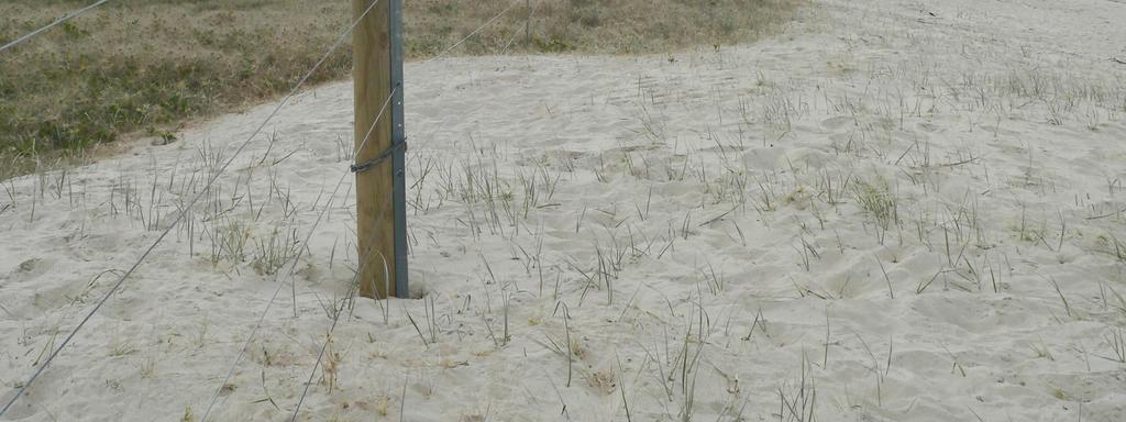 The timber posts are 4 metres long, pointed and driven 2 metres into the sand.