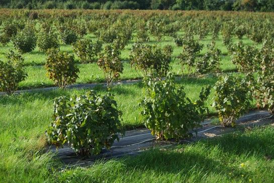 The breeding programme is aimed at developing cultivars primarily for organic black currant growing Sponsored by the Swedish Research