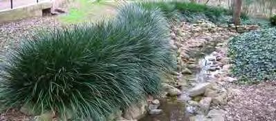 plant list for stormwater facilities as a