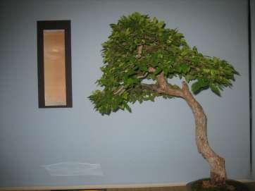 Tree Owner: Howard Smith Cedar Elm - Best Texas