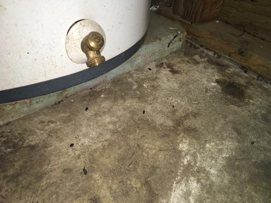 rodents can also cause damage to insulation.