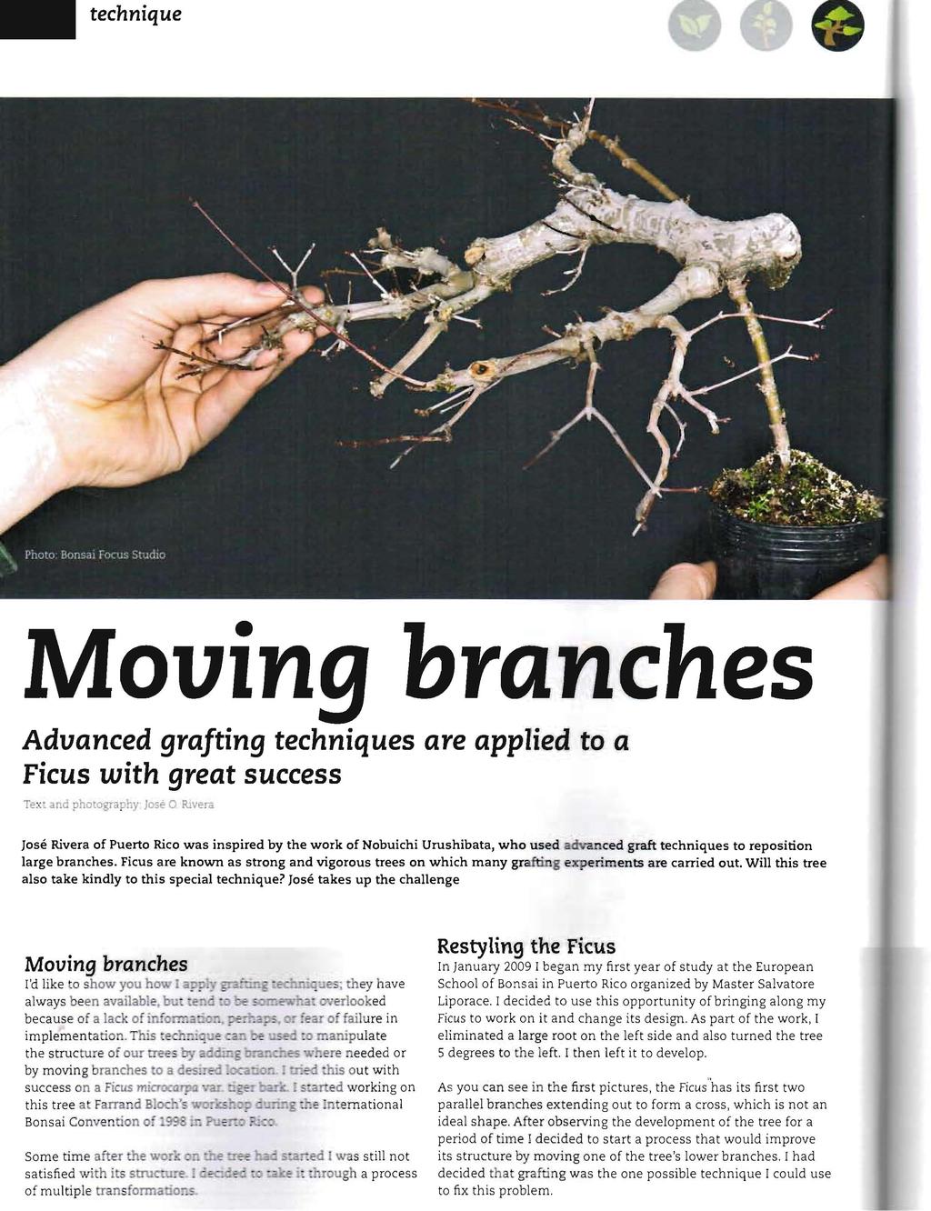 technique Moving branches Advanced grafting techniques are applied to a Ficus with great success Tex: and photography JosE 0 RIvera Jose Rivera of Puerto Rico was inspired by the work of Nobuichi