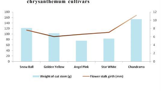 life of the cut flowers as stated by Paraneetha (2006) and Vetrivel and Jawaharlal (2014) in chrysanthemum. Weight of cut stem (g) : Among all the cultivars, maximum weight of cut stem (153.
