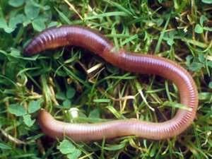 Nature s Helpers - Invertebrates Millipedes Sow bugs Snails Slugs Worms (including