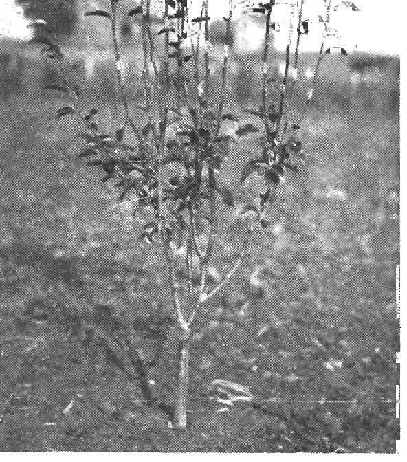 BLIGHT RESISTANT FRENCH PEAR ROOTSTOCKS 23 Figure 9. This blight resistant trunk and framework has been properly top-budded with a commercial variety at points indicated by white bands.