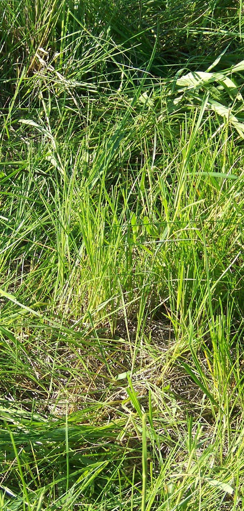 Plant Response to Grazing and: Plant Physiology: Differences in physiology allow some plants to tolerate grazing. 1. Plants that regrow quickly replace leaf tissue and photosynthesize sooner. 2.
