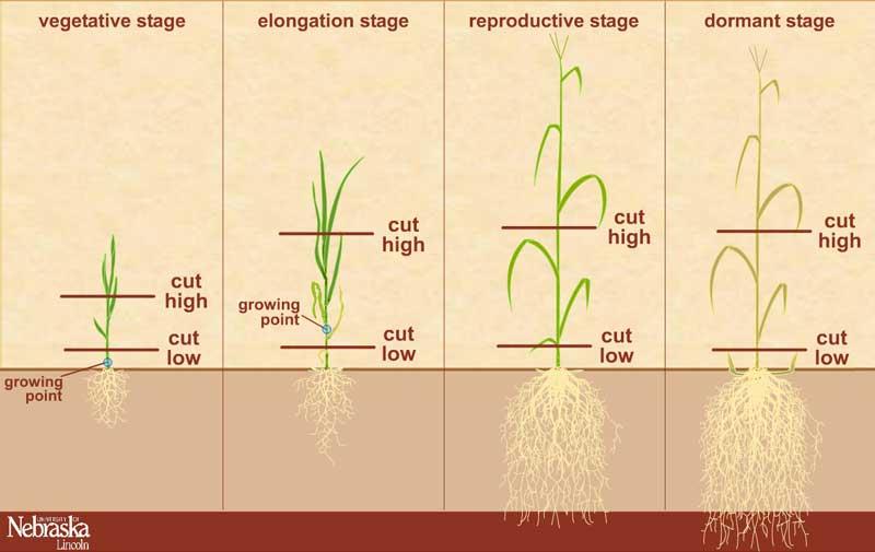 Plant Response to Location of Growing Point One of the biggest factors of plant response to grazing is the location of the growing point compared to the level of grazing.