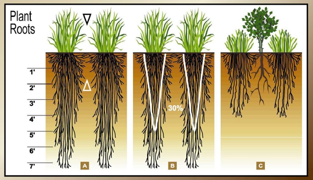 What Happens When Roots Aren t Replaced? In a healthy plant community, desirable grasses, forbs, and shrubs dominate the plant community.